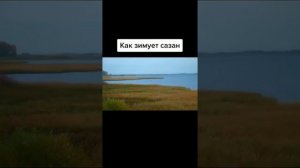 Как зимует сазан