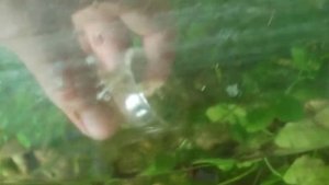 Креветки, рождение молоди