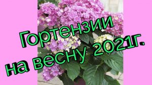 Сорта Гортензий на весну 2021г.Мой заказ.