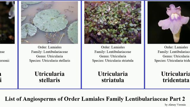List of Angiosperms of Order Lamiales Family Lentibulariaceae Part 2 utricularia bladderwort tiny смотреть онлайн