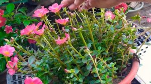 Verdolaga como cuidar las plantas Verdolaga portulaca conoce la semilla