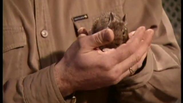 ДЕГУ-содержание. смотреть онлайн