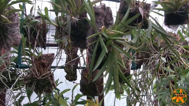 My Dendrobiums - A Chat About Things to Come смотреть онлайн