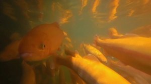 Форелевый остров | Иркутск