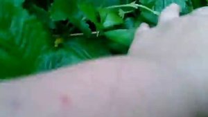 Земляника "Александрина" выращенная из семян. Собираем урожай и готовим новые посадки