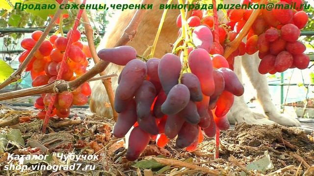 Виноград ОСКАР , ранний срок созервания, приятный вкус, презентабольный вид- украшение виноградника смотреть онлайн
