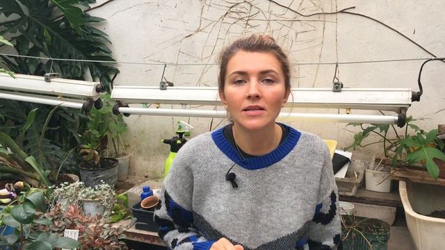 ВЛОГ #1 Путешествие. Плоды монстеры. Черенки осенью. Полив с соком Алоэ смотреть онлайн