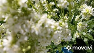 Хрен цветет. В нашем саду цветет Хрен.