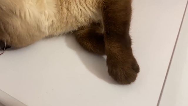 Растения тоже любят душ. Уход за домашними цветами/растениями. смотреть онлайн