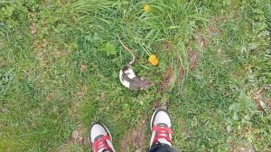 Выгул крысы на природу! Крыса Дамбо Джимми!