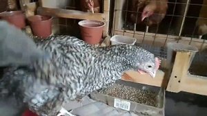 Мехеленская кукушка - мясная порода куриц.