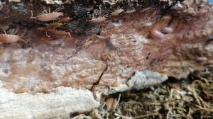 Самые неприхотливые мокрицы  для содержания дома. Porcellionides pruinosus "Orange"