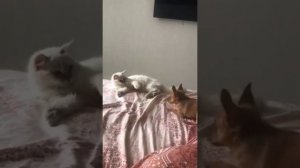 Щенок породы Акита-ину играет с котом
