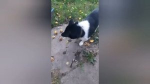 Майский жук-пища будущего.Собачка кушает личинки майского жука.
