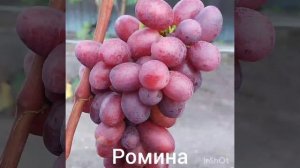 виноград км Сказка , Черный коготь
