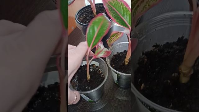 Аглаонема. Размножение черенками в грунте.  Обрезка и уход.