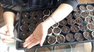 矮牵牛播种Growing Petunias From Seeds is Fun