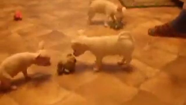 чихуахуа москва смотреть онлайн