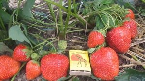 Роксана- сорт клубники купить саженцы клубники в Беларуси
