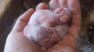 Новости питомника Добрый кролик на февраль (малыши в конце видео)