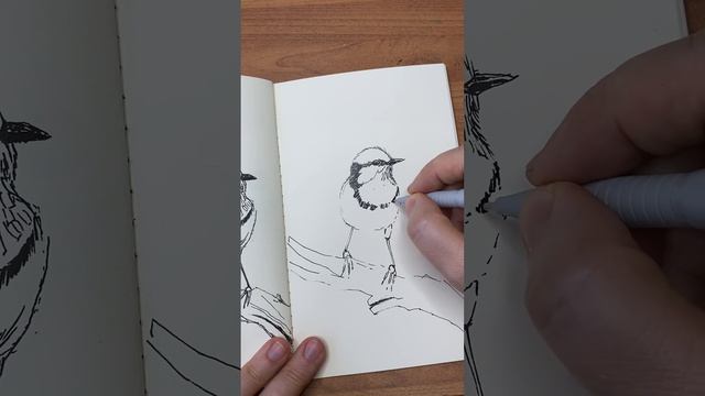 Часть 3 Быстрый рисунок птички ручкой. Заканчиваем рисунок.