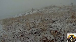 Охота в Узбекистане. охота с собакой так работает лайка по птице в открытом поле (фазан)