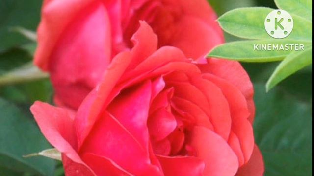 Top 25 Most Beautiful Rose Flowers in India @AllSeasonGardening.