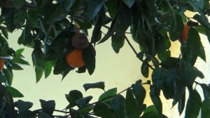 Абхазия, п. Пицунда, отель Лимон (отель Данелян) - подробный обзор