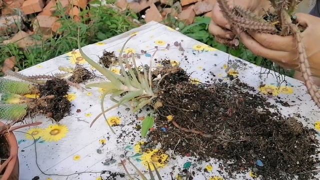 Пересадка хавортий. Мои комнатные цветы в августе. смотреть онлайн