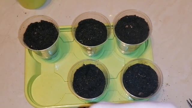 Баклажаны на балконе, микро зелень в квартире своими руками, огород на балконе смотреть онлайн