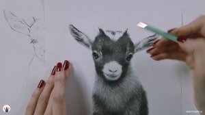 Обзор курса «Портреты зверят» от Саши Арутюновой и школы скетчинга Sketch Park