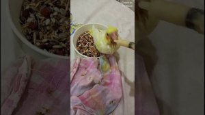 птенец кореллы учится кушать. 1месяц 17 дней