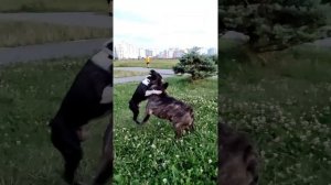 fight: french bulldog vs boston terrier/ бой: французский бульдог против бостон-терьера.
