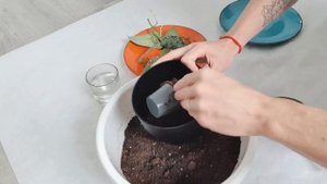 Пошаговое размножение сциндапсусов/эпипремнумов.?
