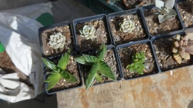 Maratón de trasplante de suculentas + contando historias 🌱 | Jardines by Angie смотреть онлайн