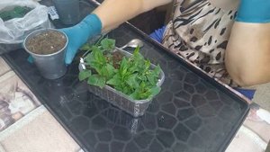 Черенки гортензий укоренились, пересаживаю.