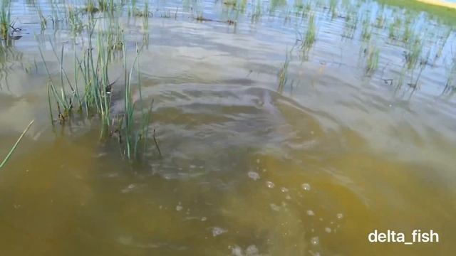 Нерест морского сазана на одном из островов Каспийского моря