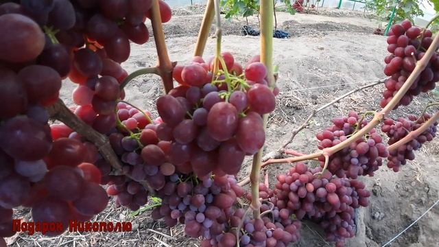 Виноград Беларуси. Очень ранняя форма с шикарным мускатом. смотреть онлайн