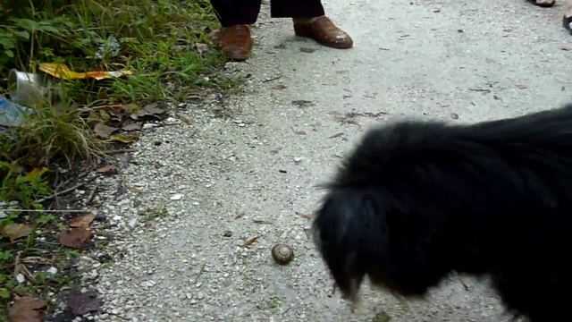 Собака играет с улиткой (Гагра, парк) смотреть онлайн