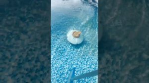 Робот-пылесос для бассейна Vommy