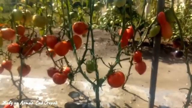 Семена Ранних сортов Томатов от "Семена Алтая" на 2020 год