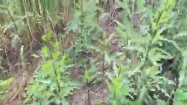 Нашествие саранчи в Дагестане смотреть онлайн