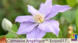 Clematis Angélique™ 'Evipo017' - Pépinières TRAVERS - Spécialiste des plantes grimpantes