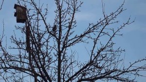 Весенние песни - 06.04.2014