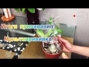 Адениум. Прививка Адениума._Результат прививания адениума (720p).mp4