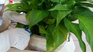 Пересадка спатифиллума  Продолжение