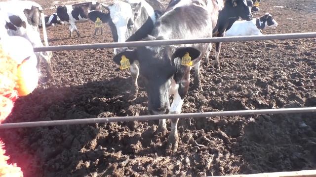 День на ферме. Horses, cows.  Как живут коровы и лошади в Удмуртии. Сattle farm.