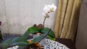 Грибница в грунте орхидеи.Пересадить или  есть другие меры?