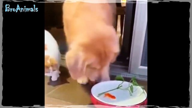 КОНЬ ТЯНЕТ ЗА ГУБУ ? и другие Приколы с Животными | Funny Animals #736 смотреть онлайн