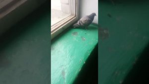 Епичный голубь в подъезде :D